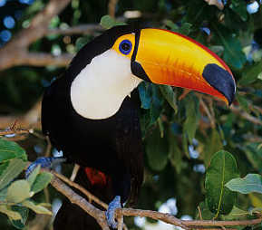 The toco toucan, the best known species of toucan.