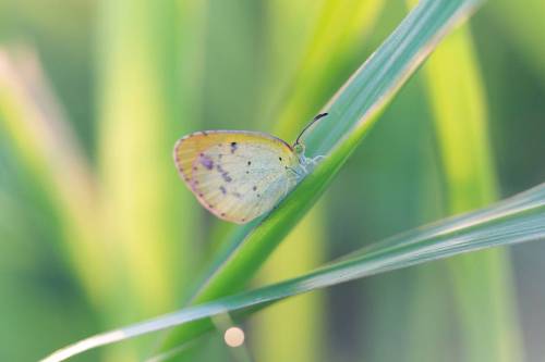 A tiny butterfly found on the coast. #dominicanrepublic...