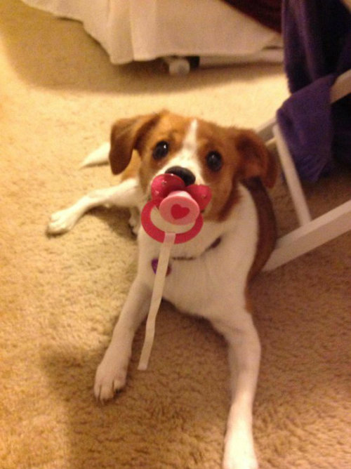 thecutestofthecute - Puppies with pacifiers