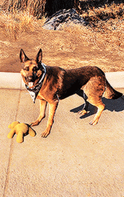 ellie-williams - Fallout Challenge - ↳ 3 companions - Dogmeat “Hey,...