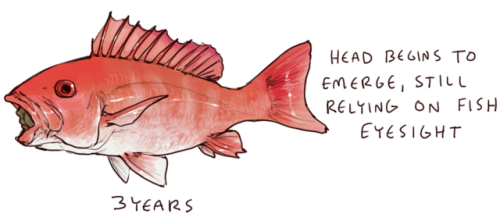 vampireapologist:iguanamouth:did you know red snapper can live...