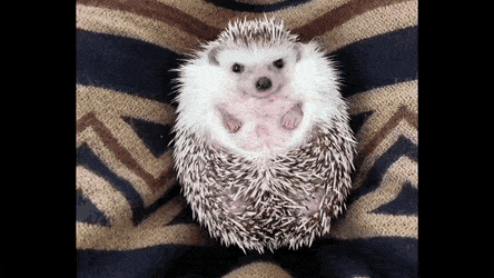 How To Appease A Sulking Hedgehog (Source:...