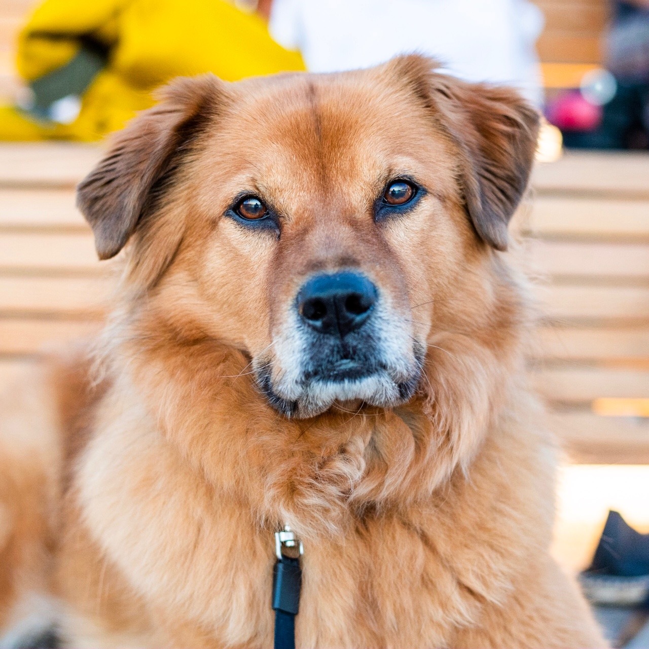 thedogist:
â€œGypsy, Golden Retriever/Chow Chow mix (8 y/o), Domino Park, Brooklyn, NY â€¢ â€œShe has a super high emotional IQ but is super awkward. We call her â€˜the thing that goes thump in the nightâ€™ â€“ she falls off the bed at night.â€ A rescue from...