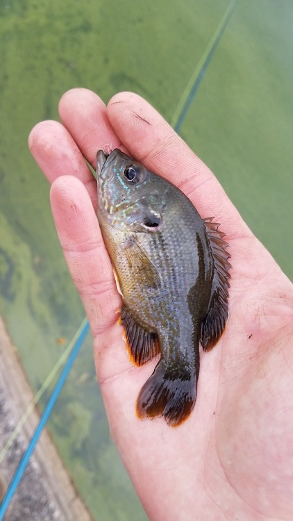 isaacsfishingcorner:It was a good day to lazily fly fish for...