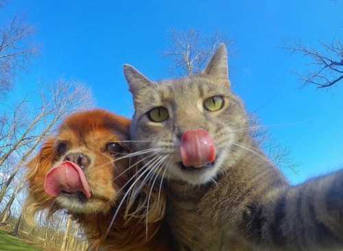 aww-so-pretty:This cat have better selfies than me