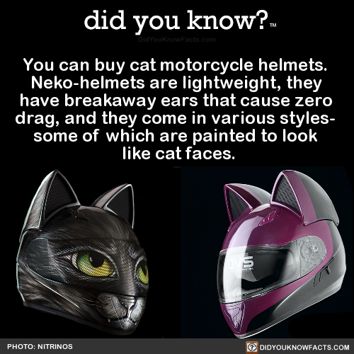 you-can-buy-cat-motorcycle-helmets-neko-helmets