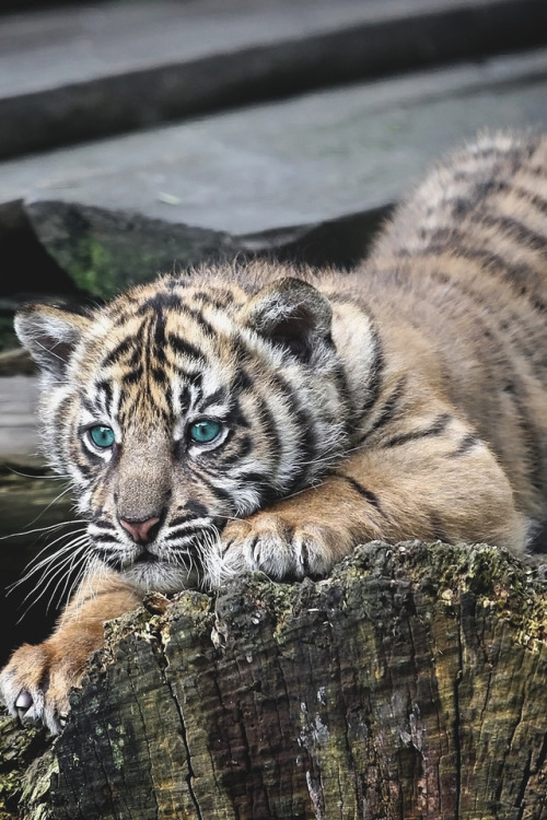 souhailbog:Sumatran Tiger Cub By Gary Brookshaw