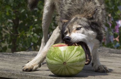 gamzeemakara - an exciting trilogy of wolves eating watermelon