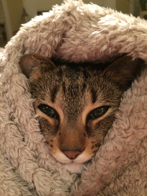 unflatteringcatselfies:Maisy got a little too squished by the...