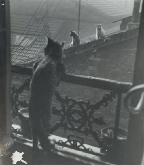 poboh - Réunion de chats, 1948 , Edouard Boubat. French (1923 -...