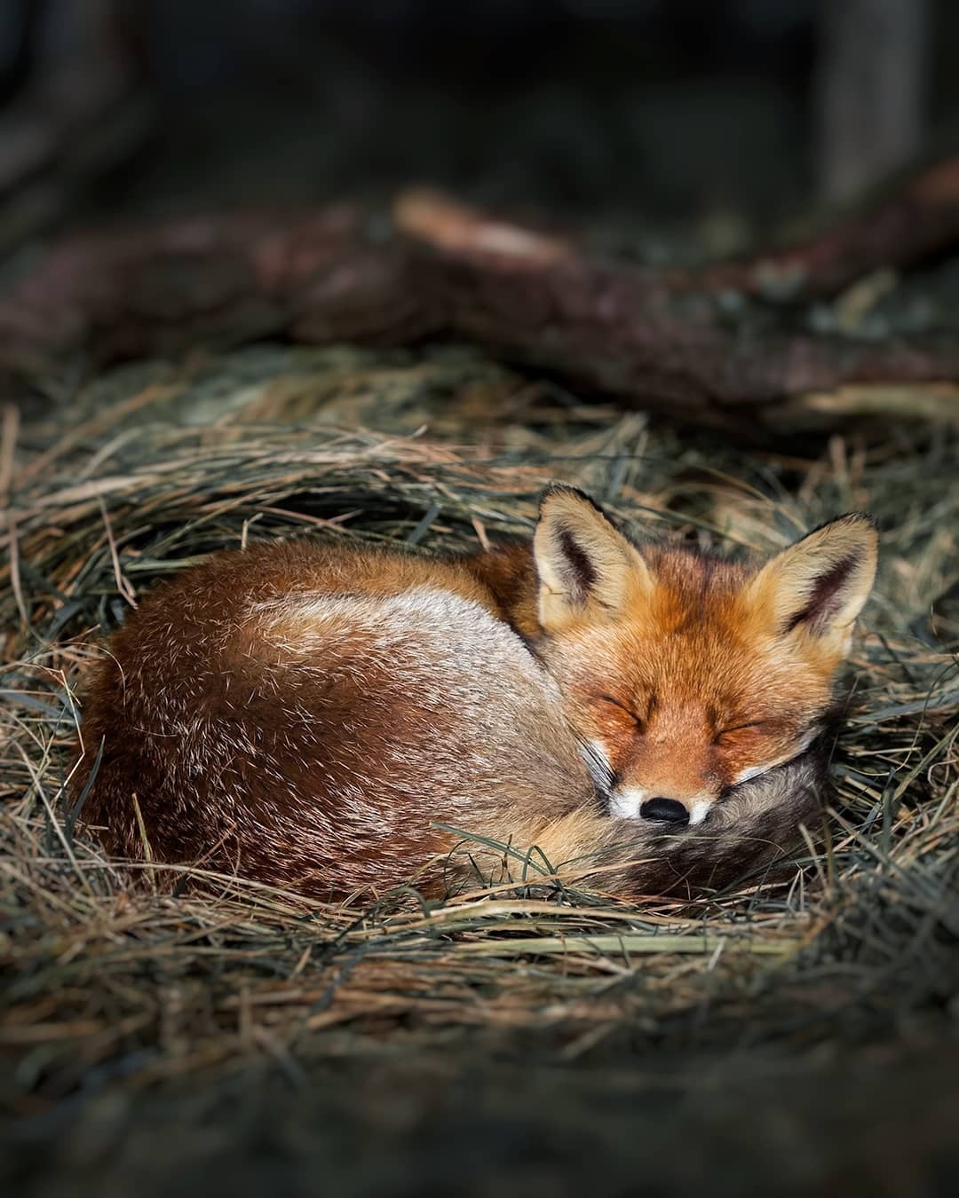 everythingfox:
â€œ Tired baby fox
Photo by Ossi Saarinen
â€