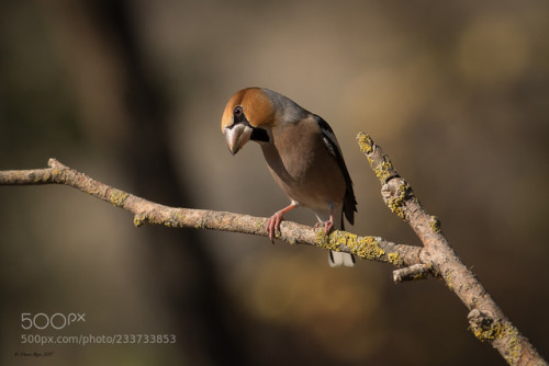 Hawfinch - Frosone - Coccothraustes coccothraustes by rossimauro...