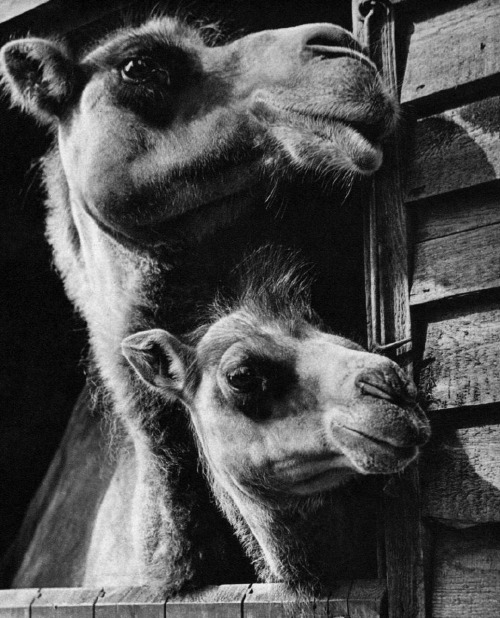 semioticapocalypse - Wolfgang Suschitzky. Two Camels....