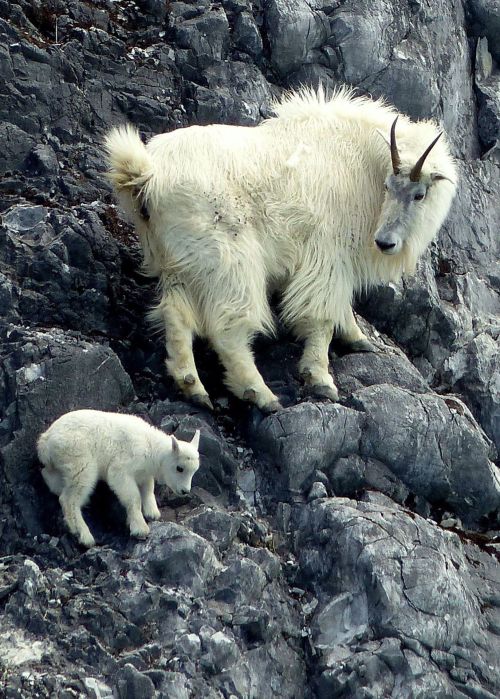 wtxch - Mountain goat mom teaches her baby how to climb