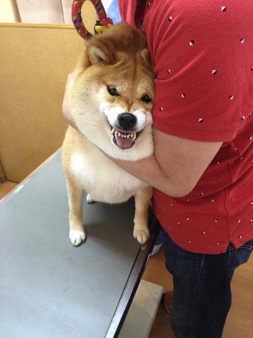 niceshibe - i can be your angle…. or yuor devil