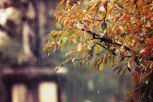 wooden-folks - autumn rain iii by magic-spelldust on Flickr.