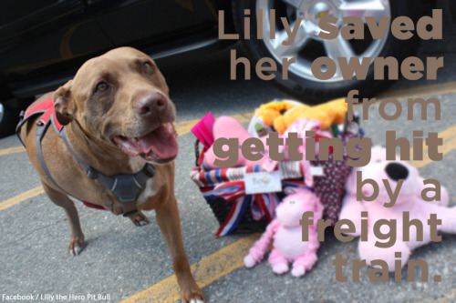 thefuuuucomics - huffingtonpost - THESE 16 DOGS ARE HEROES. THEY...