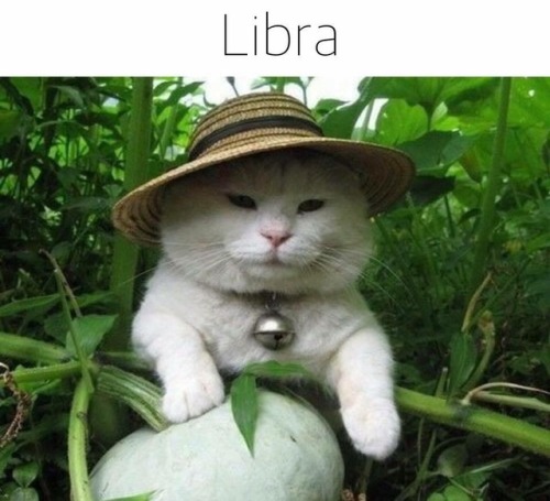 lillakass - cloudfreed - gaypussyretard - cat astrologythese are...