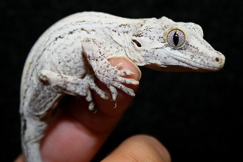 lovingexotics - Gargoyle Gecko Rhacodactylus Auriculatus ...