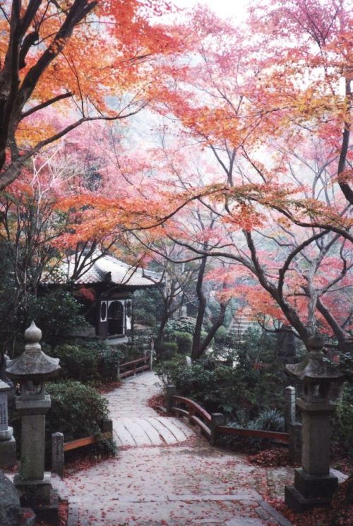 adventure-heart - Visit Japan the next year. 