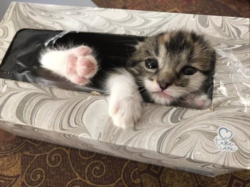 babyanimalgifs:This is the cutest thing I’ve ever seen