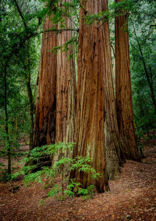 wanderthewood - Big Basin Redwoods State Park, California by...