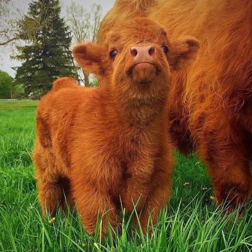 tellmeoflegends:mymodernmet:Adorable Highland Cattle Calves...