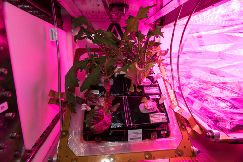 Veggies in Space! : The crew aboard the International Space...
