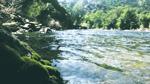 leahberman:moss lightKings River, Californiainstagram