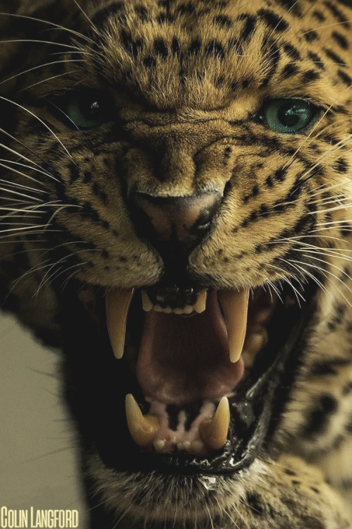 motivationsforlife - North Chinese Leopard by Colin Langford