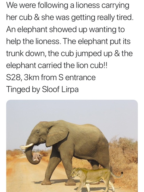 obscureoldguy:topsydead:I’m telling you elephants are chill...