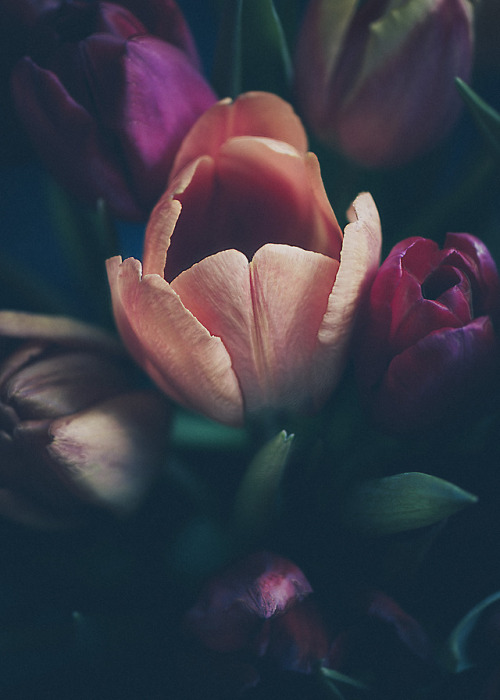andantegrazioso - Tulips | Clare Havill