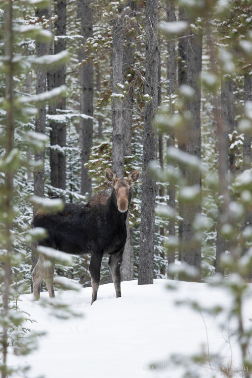 ternpest - Moose in Winter | C. Gara