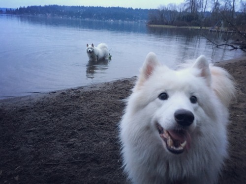 skookumthesamoyed - Came across this magnetic floof boof at the...
