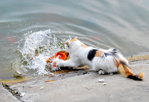 mingsonjia - Talking about cats, this one just got her koi for...