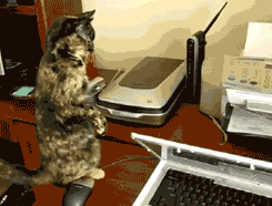 onlylolgifs - Cats vs Printers