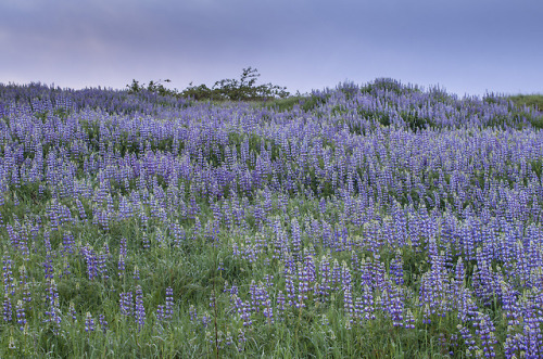 90377:Lupine Dawn by The Northcoast...