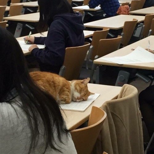 theweefreewomen - [id - an orange cat sleeps on a classroom desk...