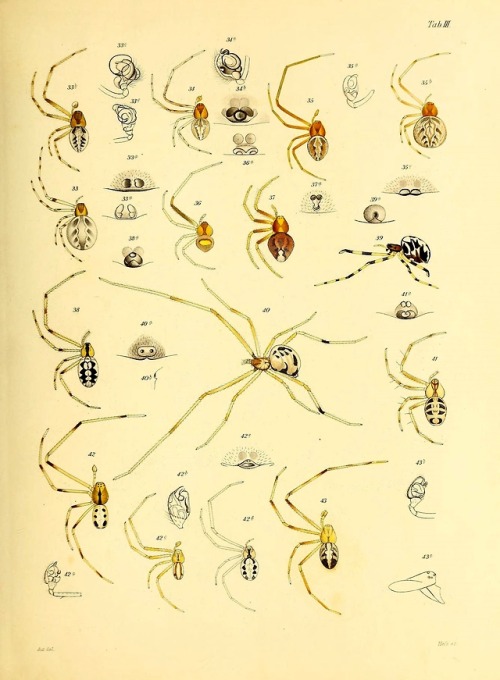 wapiti3 - Brazilian spiders.By Keyserling, Eugen, Graf von,...