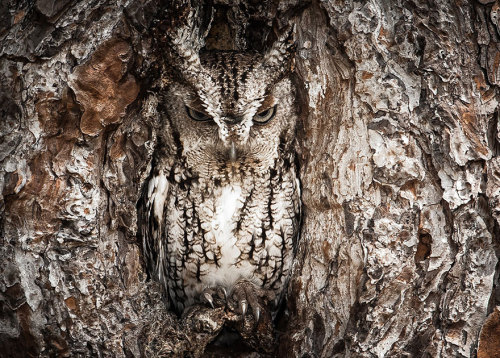 ainawgsd:Owls are masters of disguise, blending seamlessly...