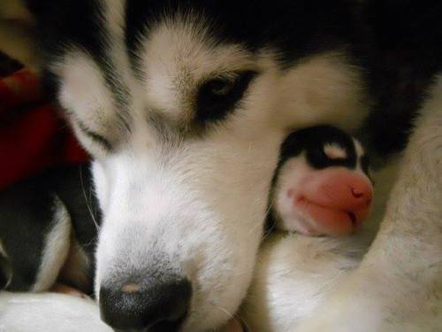 melstruelove - thecutestofthecute - More dogs with their...