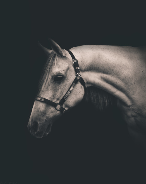  black  arabian horse  Tumblr 