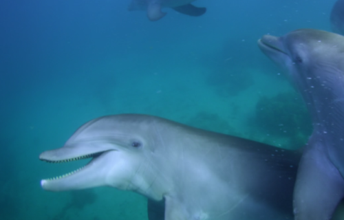 nyilams - did u kno dolphins puff puff pass