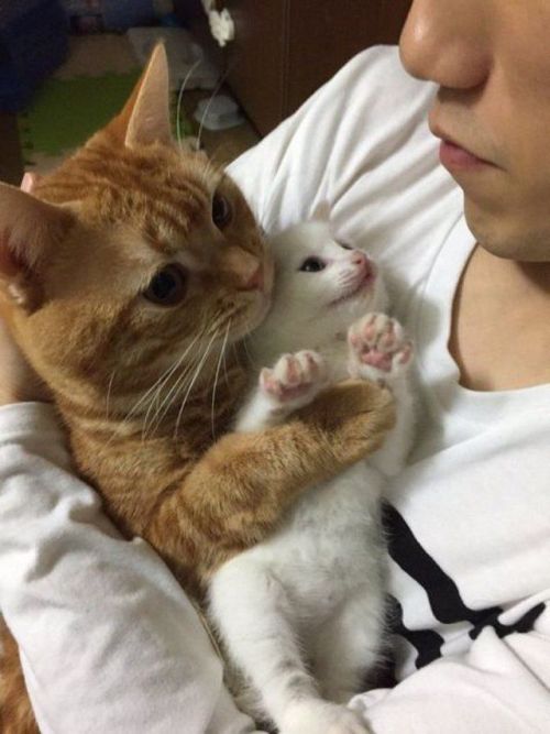 justcatposts:Hello hooman, let me introduce you to my little...
