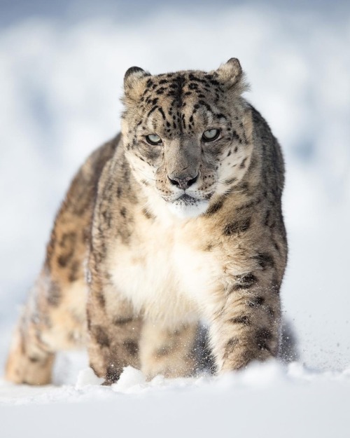 beautiful-wildlife - Snow Leopard by...