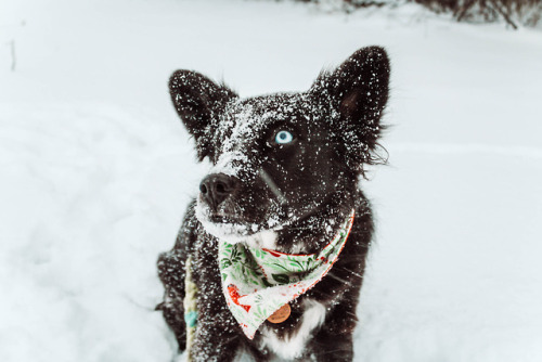 willowthesupermutt - Willow is the most beautiful snow pup ❤️❄️❤️