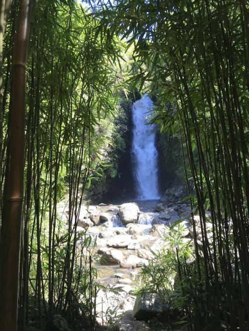 amazinglybeautifulphotography - Waterfall in a bamboo forest, Maui...