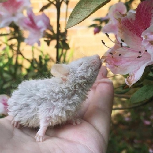 andantegrazioso:Step outside and smell the flowers |...
