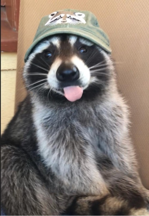 A great hat for a great Trash Panda