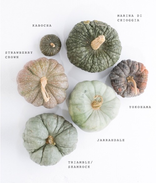 grayskymorning:Heirloom Pumpkin Varieties for Fall